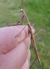 Archimantis