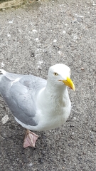 Larus argentatus