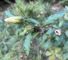 Hibiscus aculeatus