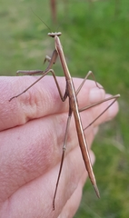 Archimantis