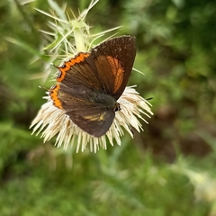 Heliophorus brahma