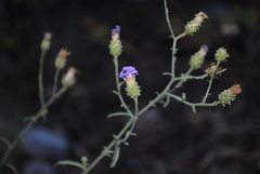 Dieteria canescens
