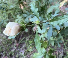 Hibiscus aculeatus
