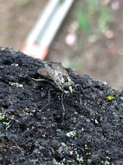 Tolmerus hisamatsui