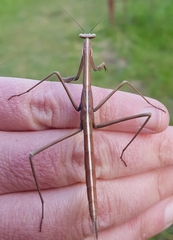 Archimantis