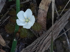 Drosera aberrans