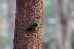 Eopsaltria australis