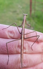 Archimantis