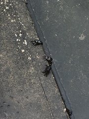 Metopograpsus thukuhar