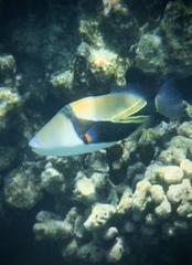 Rhinecanthus rectangulus