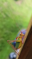 Barbitistes serricauda