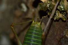 Ephippiger diurnus