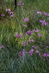 Nerine gibsonii