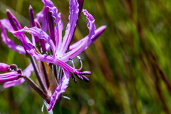 Nerine gibsonii