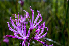 Nerine gibsonii