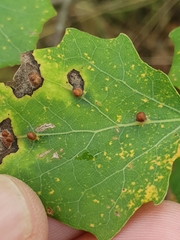 Harmandiola globuli