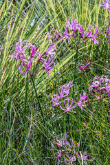 Nerine gibsonii