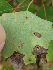 Harmandiola globuli