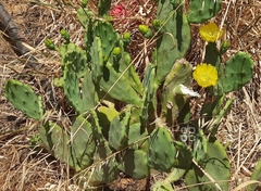 Opuntia stricta