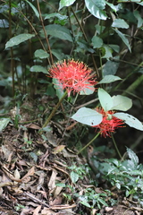 Scadoxus multiflorus