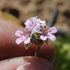 Pelargonium nanum