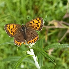 Lycaena panava