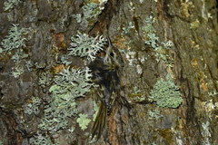 Certhia brachydactyla