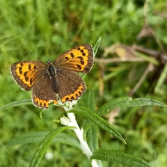Lycaena panava