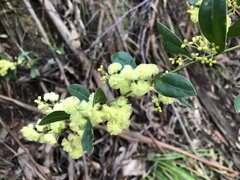 Acacia myrtifolia