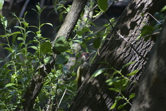 Picus viridis