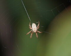 Araneus talipedatus