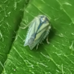 Cicadellidae
