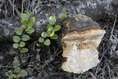 Australoporus tasmanicus