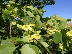Acer platanoides