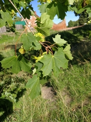 Acer platanoides