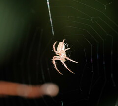 Araneus talipedatus