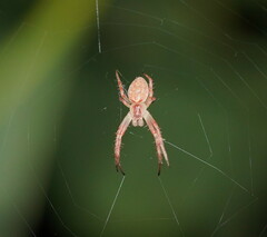 Araneus talipedatus