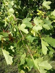 Acer platanoides