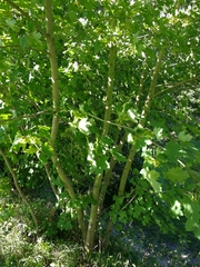 Acer platanoides