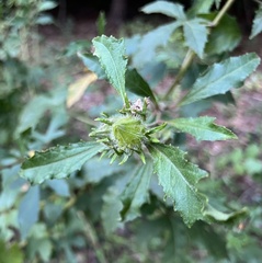 Hibiscus aculeatus