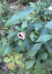 Hibiscus aculeatus