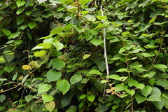 Actinidia setosa