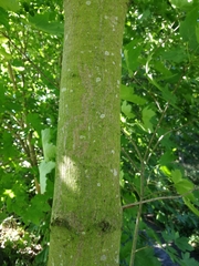 Acer platanoides