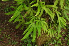 Pyrrosia polydactylos