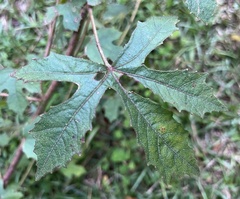 Hibiscus aculeatus