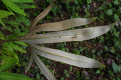 Pyrrosia polydactylos