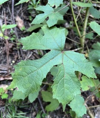 Hibiscus aculeatus