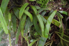 Pyrrosia linearifolia