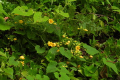 Thladiantha nudiflora