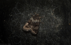 Thoracolopha flexirena